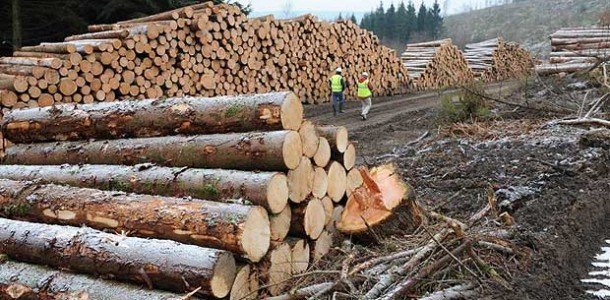 Prolemn: Plafonarea preţurilor pentru lemn de foc generează blocaje majore şi rezilieri de contracte în segmentul de exploatare