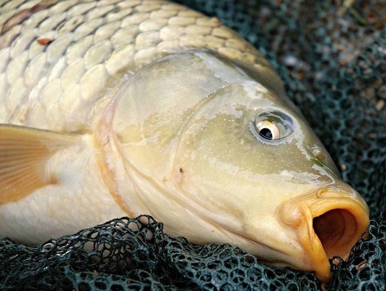 Percheziții: Pește furat și vândut ilegal în piețele din Călărași și București