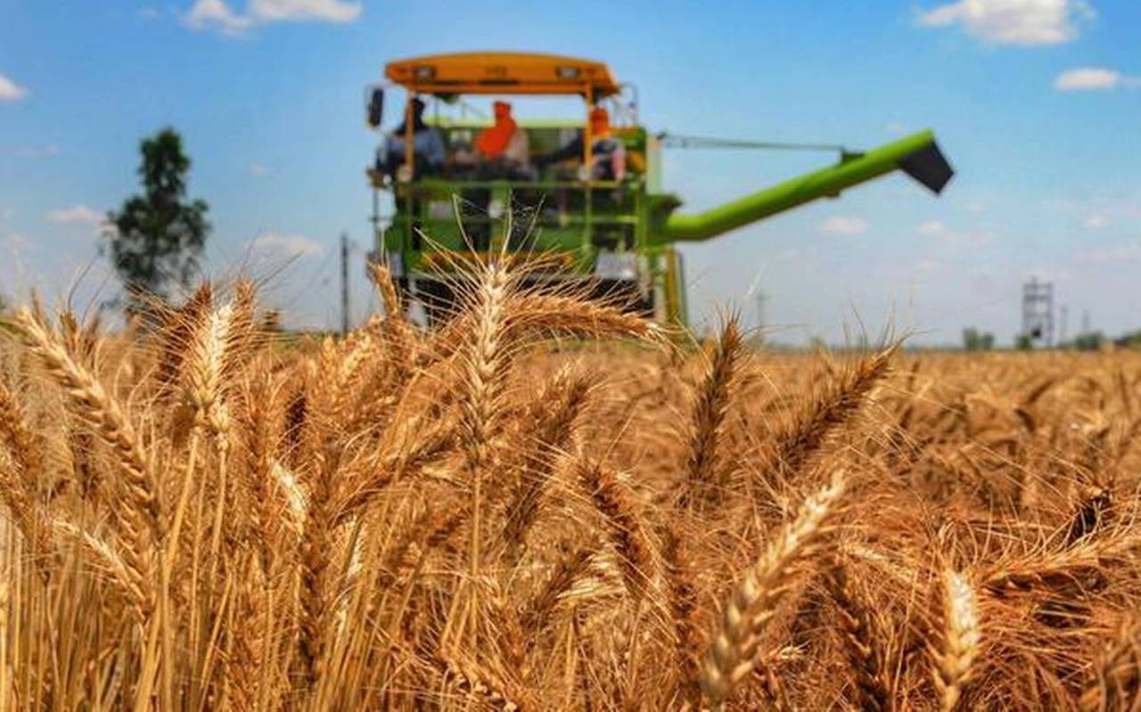 Producție istorică la grâu: 11,4 milioane tone, cea mai mare după 2007