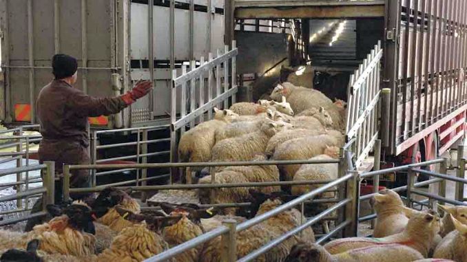 MADR va aloca 20 mil. lei pentru susținerea sectorului creșterii animalelor