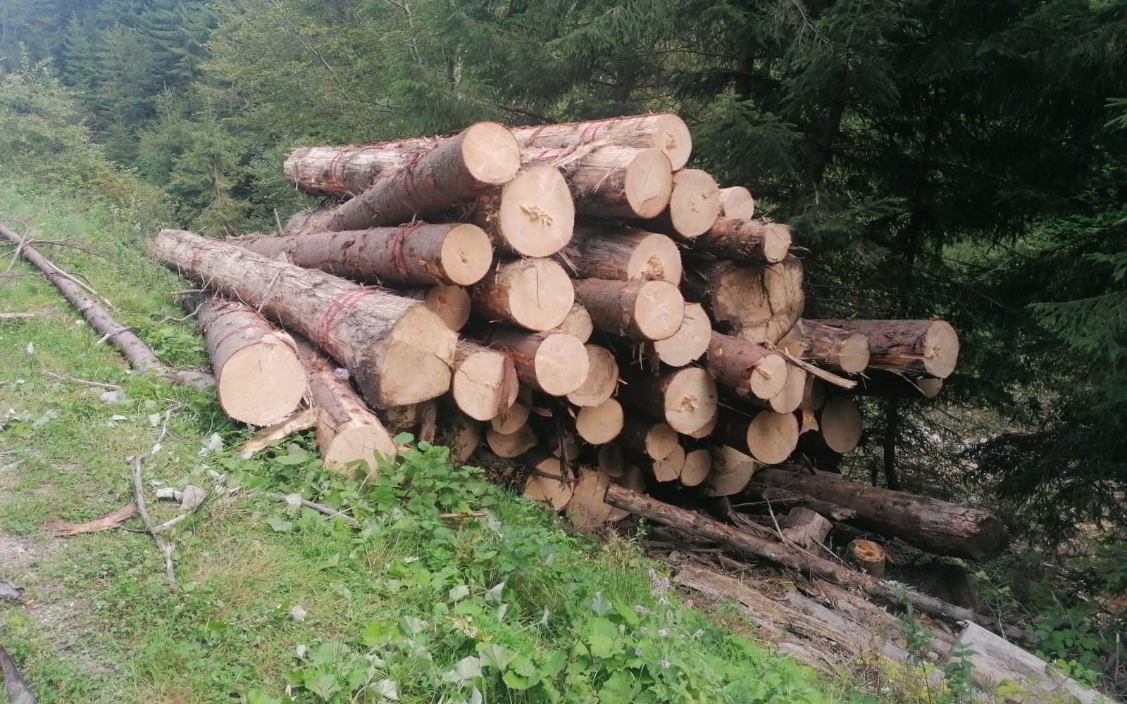INS: Aproape 20 milioane mc de lemn s-au recoltat în 2021