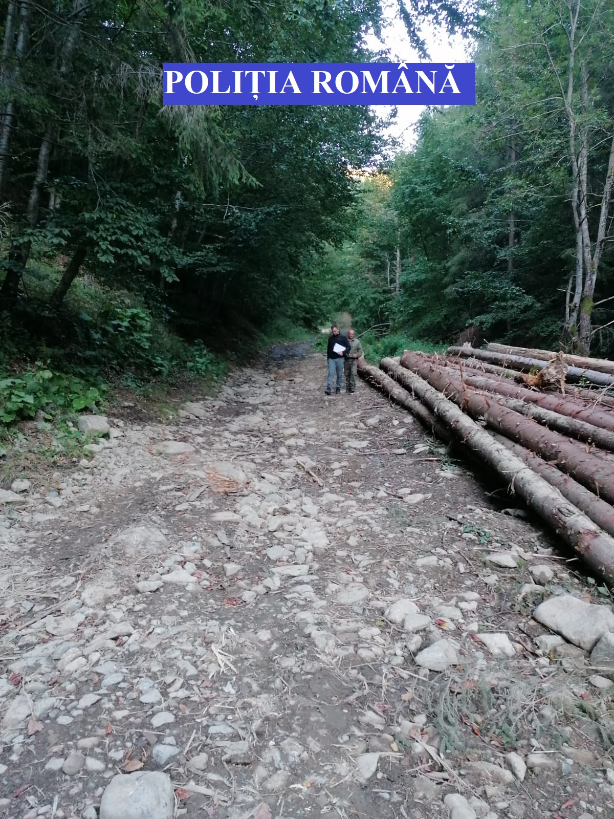 Tăierile ilegale de păduri: World Wide Fund for Nature România trage un semnal de alarmă
