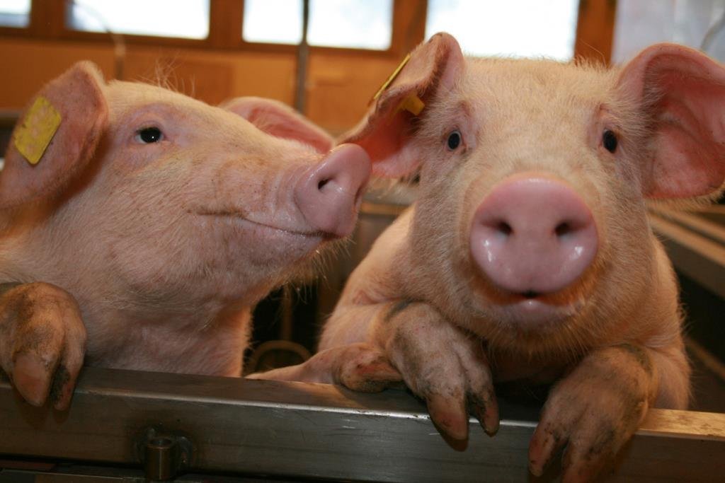 ANSVSA: Numărul cazurilor de pestă porcină africană a ajuns la 631 în România