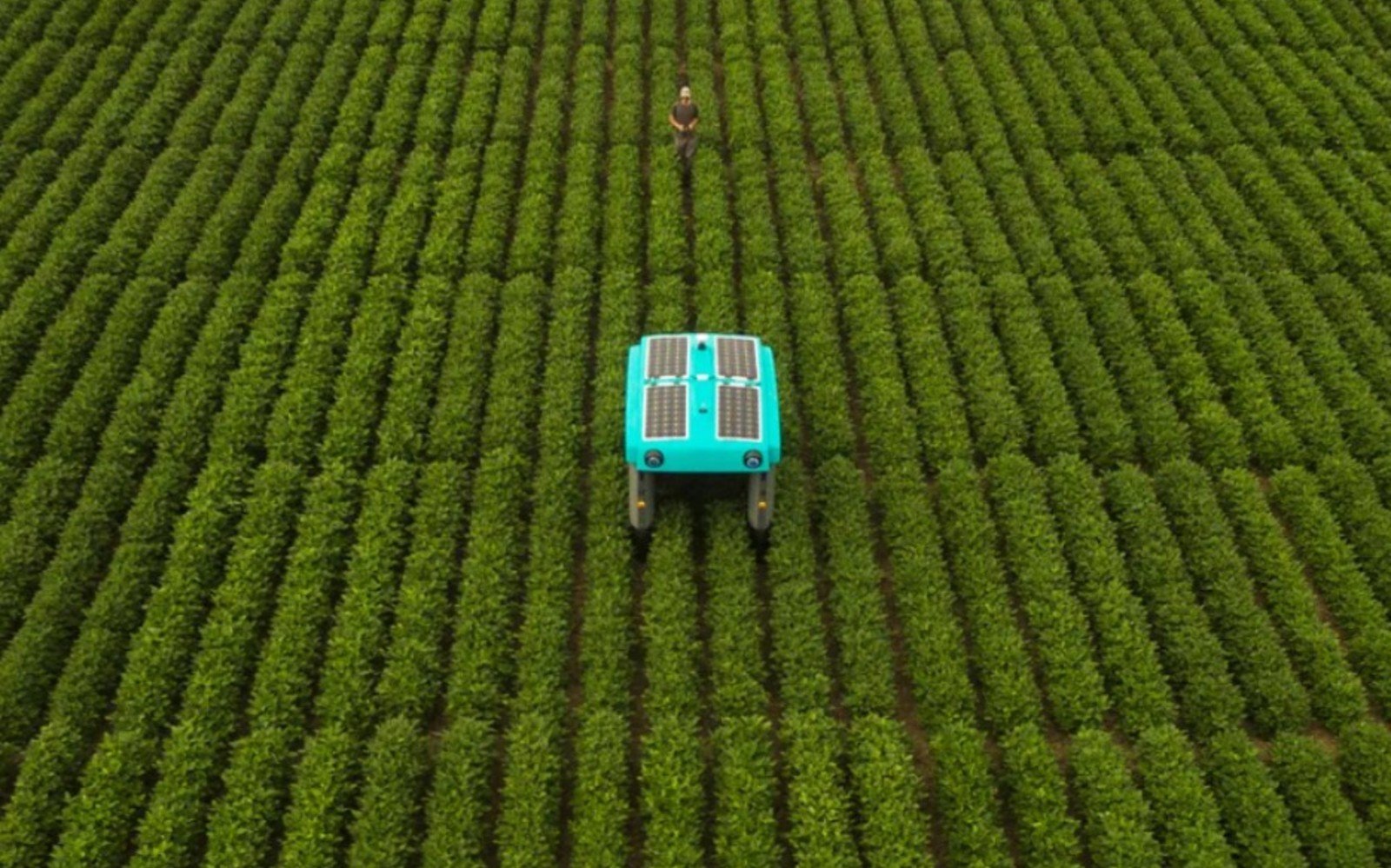 Google lucrează la un robot pentru ajutor în agricultură