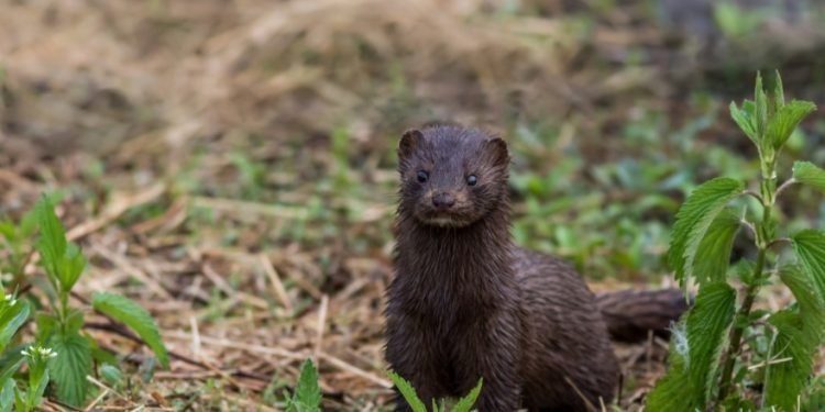 Danezii le-au sacrificat, românii le au în proiect: Carpații vor fi repopulați cu nurci