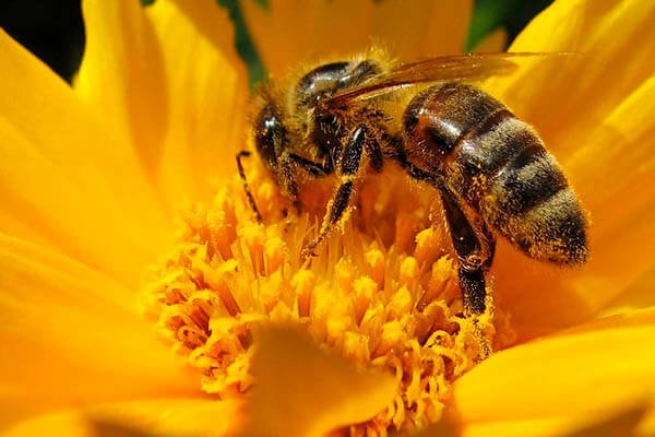Apicultorii solicită un ajutor de minimis de 20 euro pe familia de albine. Miere puțină, anul acesta