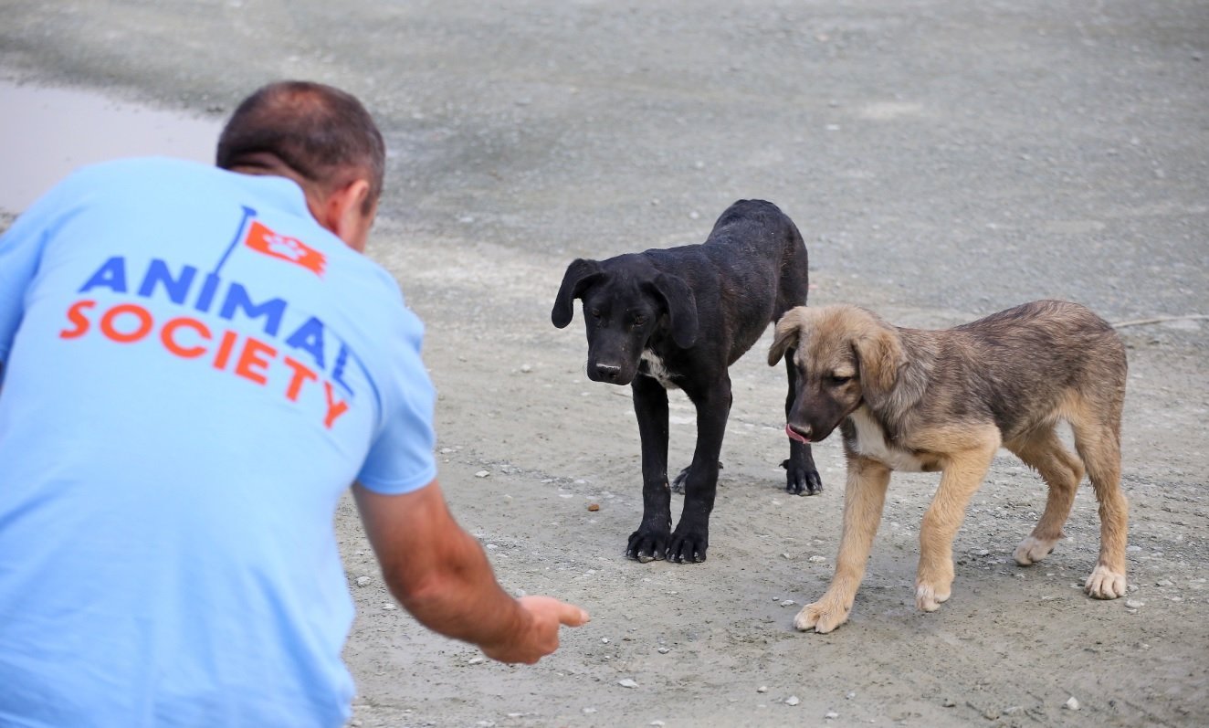 Premieră: La Constanța se face recensământul câinilor fără stăpân