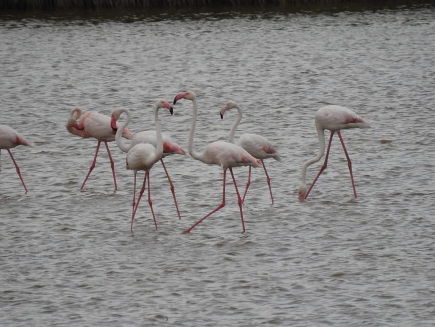 Spectacol al naturii: Noi fotografii cu păsările flamingo din Dobrogea