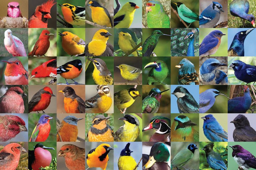 De ce au supraviețuit doar păsările atunci când au dipărut specii de pe Pământ
