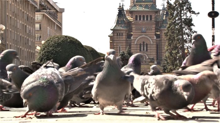 În Timișoara a fost interzisă oficial hrănirea porumbeilor pe domeniul public