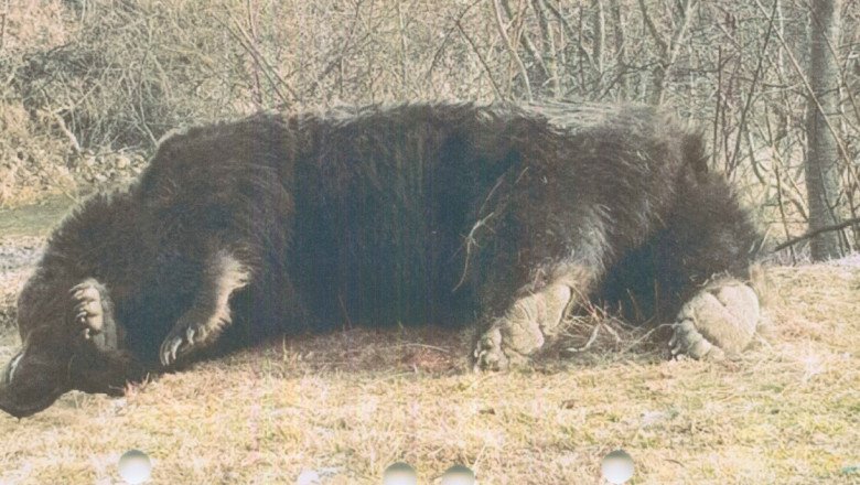 Urs ucis într-un accident auto