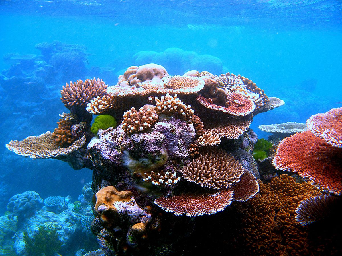 UNESCO: Un imens recif de coral sub forma unui trandafir, descoperit în largul insulei Tahiti