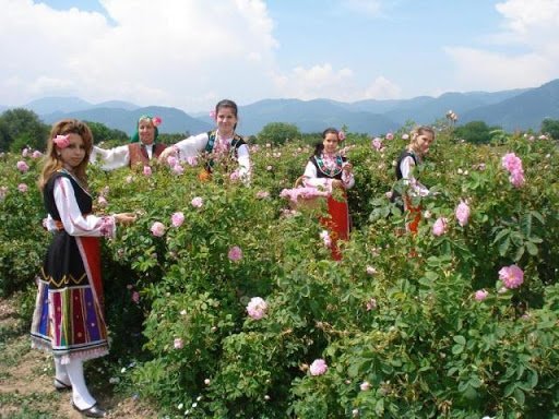 Ritualul de culegere a trandafirilor din oraşul bulgăresc Kazanlâc (VIDEO)