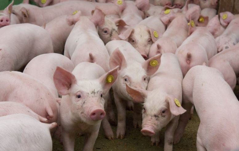Focar de pestă porcină la o fermă din Urziceni cu peste 1.800 de animale