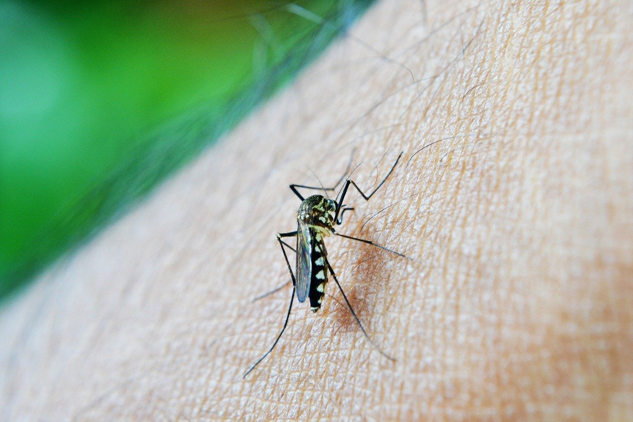 INSP: În perioadele caniculare, crește riscul infectării cu virusul West Nile transmis de țânțar