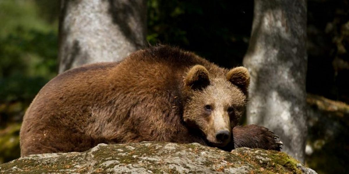 O ursoaică și un pui au fost uciși de tren în județul Dâmbovița