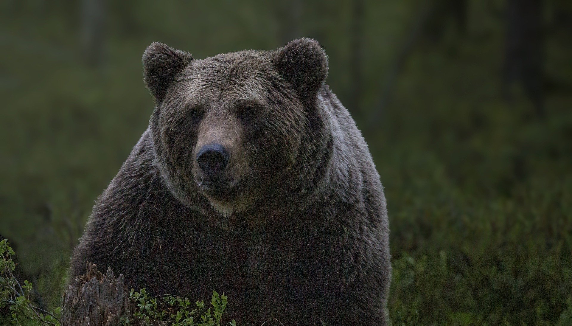 Mesaj trimis prin Ro Alert cu textul „Ursul băăă!”. ISU demarează o anchetă