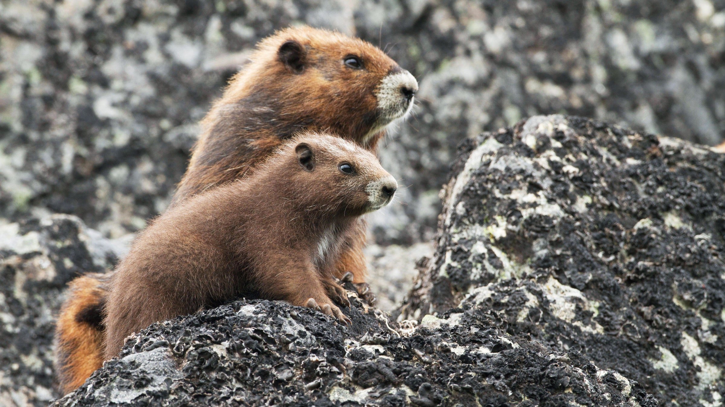 Mongolia interzice vânarea marmotelor timp de trei ani. Motivul este  mai mult decât îngrijorător