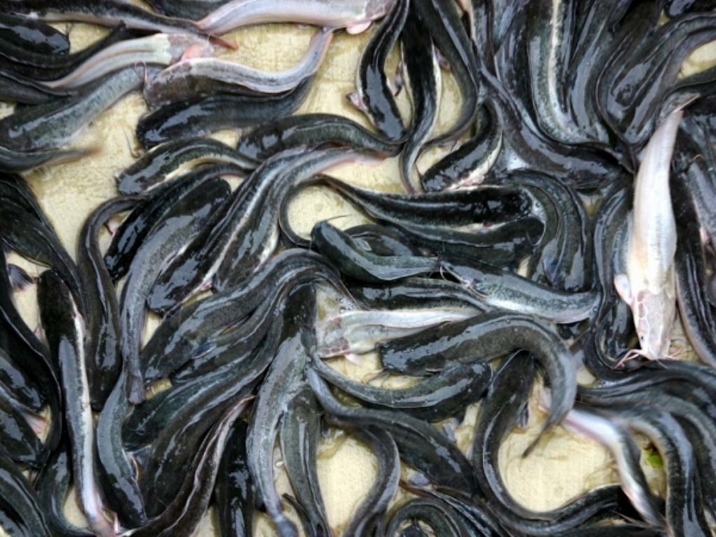 Suspecți: Cine deține în Delta Dunării specia periculoasă de somn african, care poate mânca toți peștii