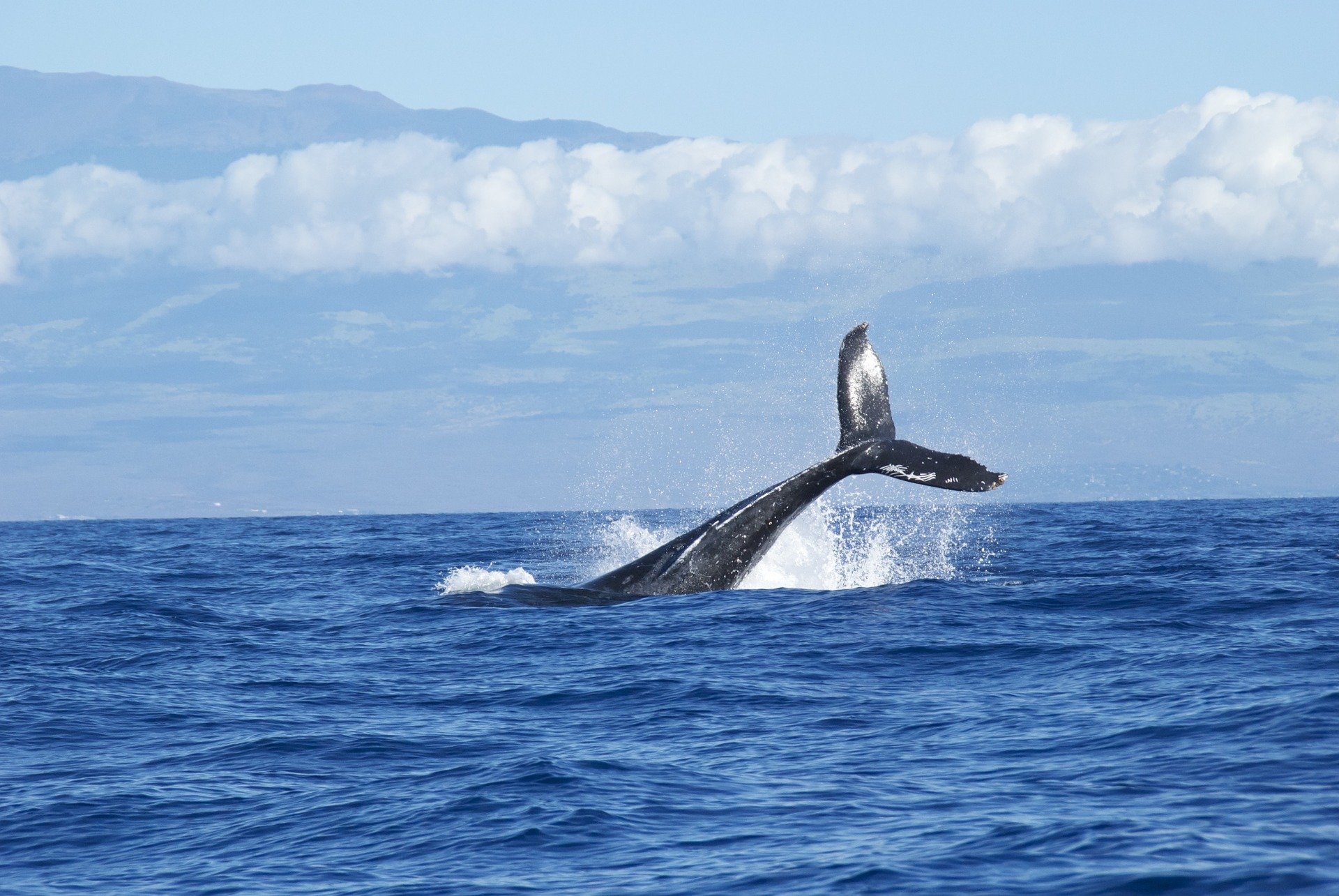 Balenele albastre au revenit în largul coastelor spaniole ale oceanului Atlantic