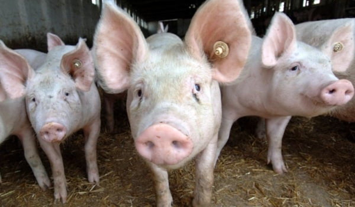 Timiș: Suspiciune de pestă porcină africană într-o fermă Smithfield cu 39.000 porci