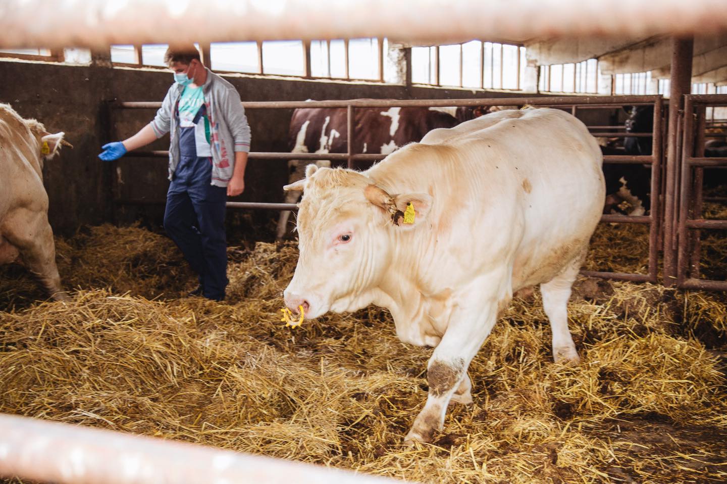 Anul acesta s-a majorat numărul de bovine înscrise în Programul COVID, ceea ce a dus la diminuarea sprijinului