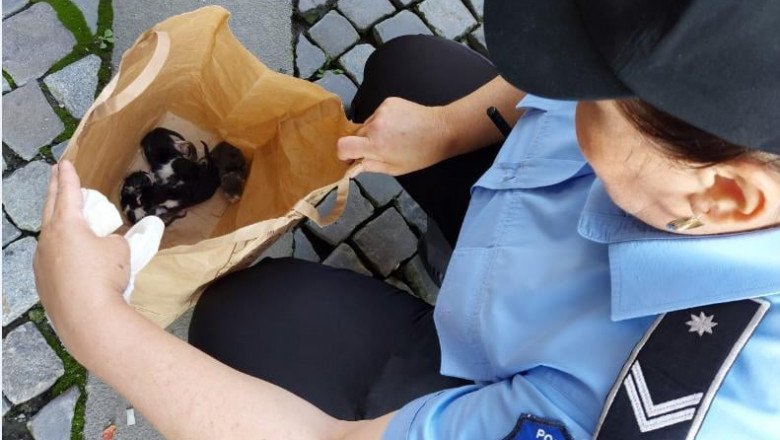 Un bărbat care a aruncat cinci pui de pisică, într-o pungă, pe o stradă din Capitală, a fost amendat cu 3.000 de lei