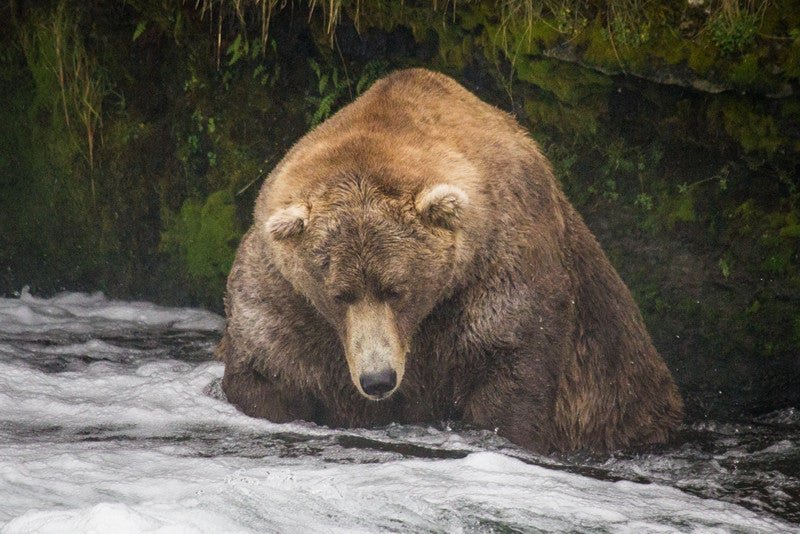 El este cel mai gras urs din Alaska (VIDEO)
