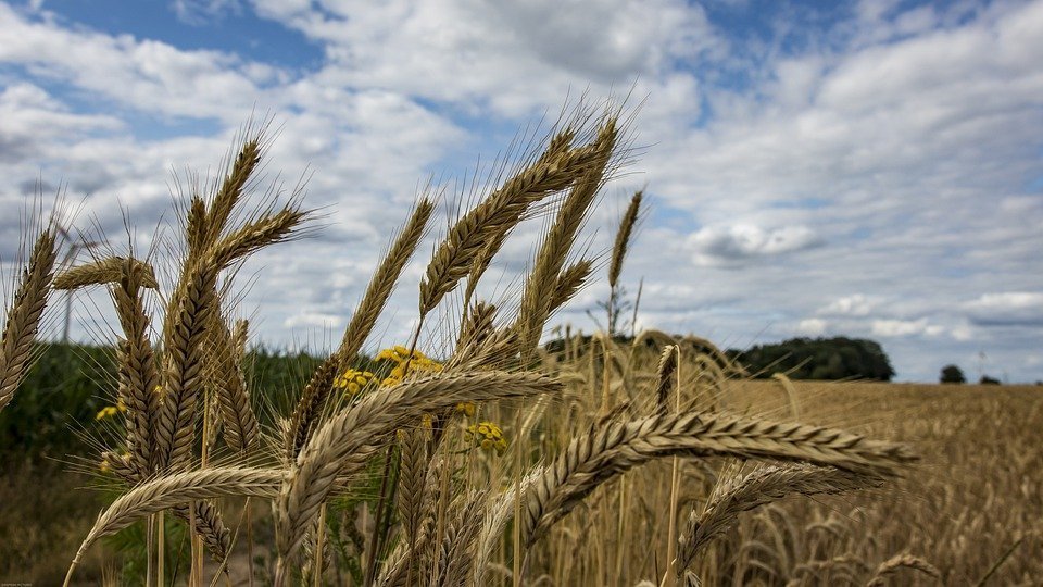 Ucraina are bătăi de cap cu cerealele