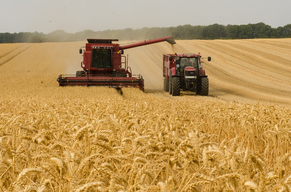 Producția de grâu, mai mică cu până la 18%, în acest an, anunță Daea. Câte milioane de tone s-au pierdut