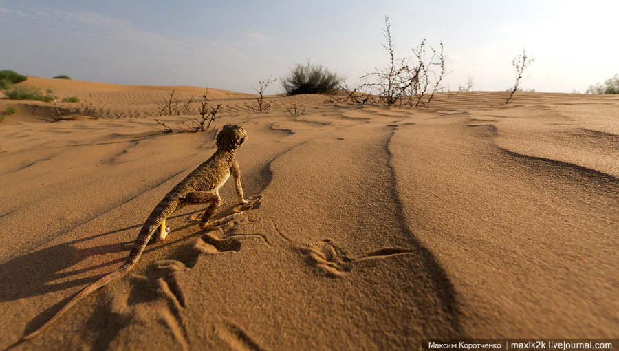Caz grav: S-a format primul deșert din Europa (VIDEO)