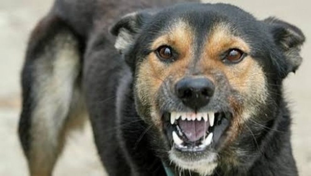 Galați: A ucis un câine cu cuțitul și a fost condamnat la un an de închisoare cu executare
