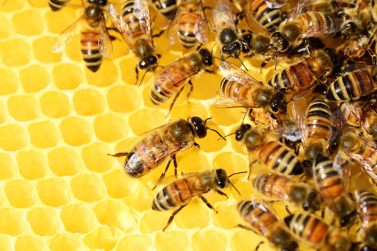 În comă după ce-a fost înțepat de peste 20.000 de albine
