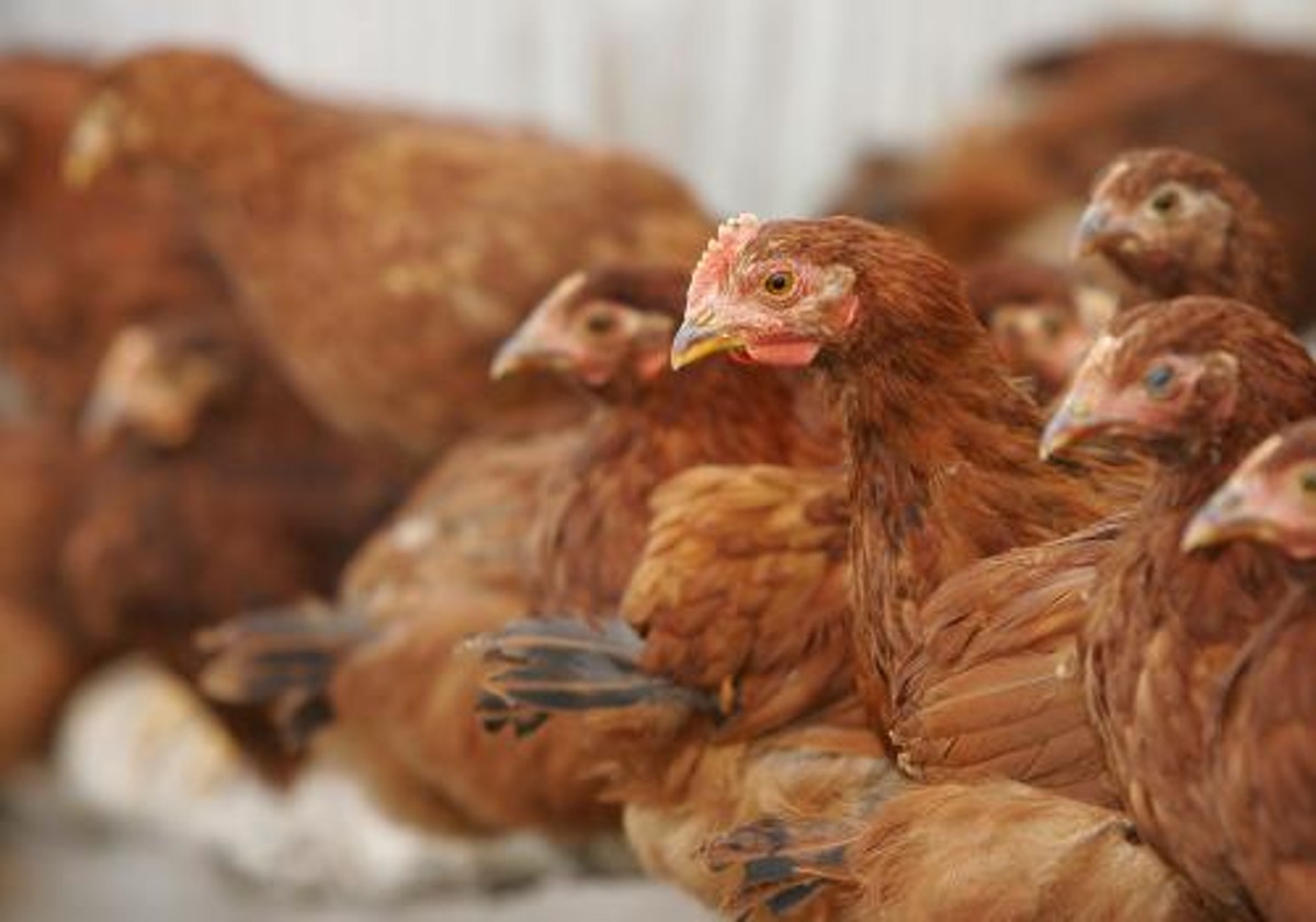 UCPR: „Niciun producător din România nu foloseşte hormoni în creșterea păsărilor”
