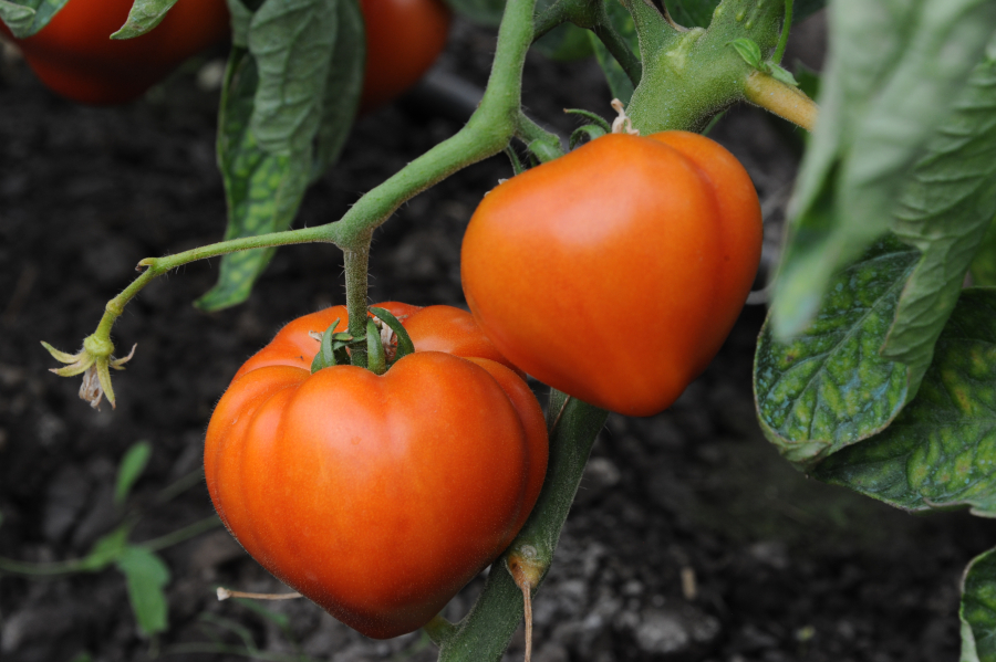 Programul “Tomata” revine în 2022. Importurile din Turcia au crescut, însă, cu circa 30%