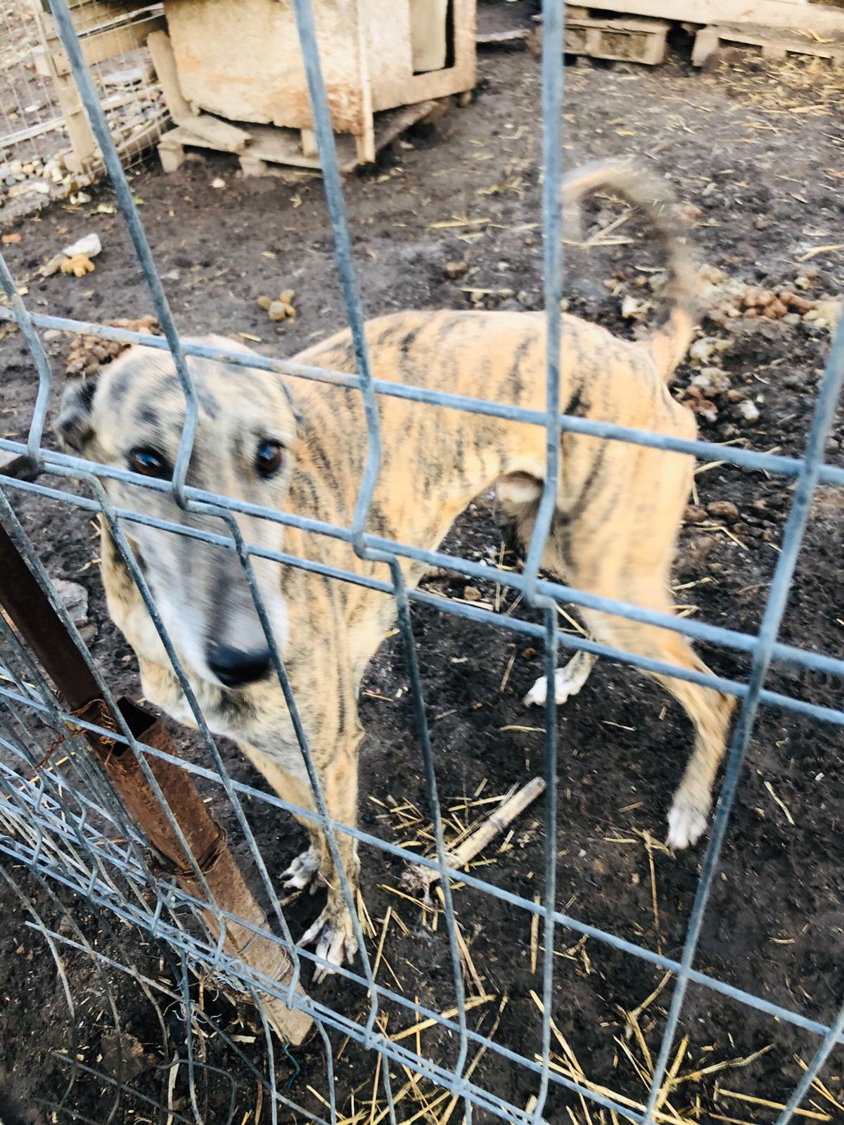 Poliția Animalelor, în acțiune: aproape 150 de câini flămânzi, bolnavi și schingiuți, salvați dintr-un așa-zis adăpost din județul Giurgiu