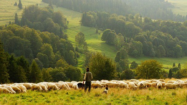 România a pierdut circa 46.000 hectare de pajişti, după 2007