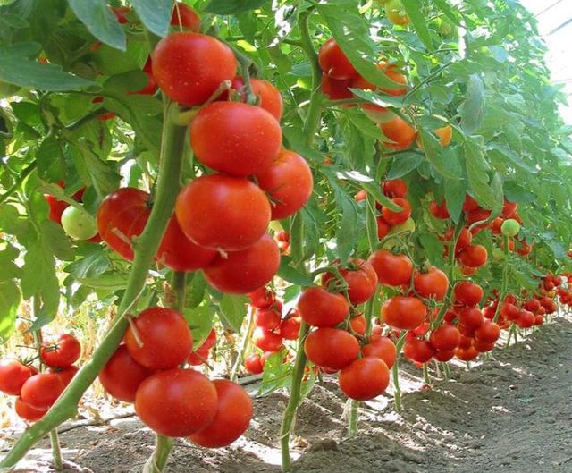 DAJ Galați anunță legumicultorii care vor cei  3.000 euro la tomate unde să depună dosarele. Fără datorii la impozite