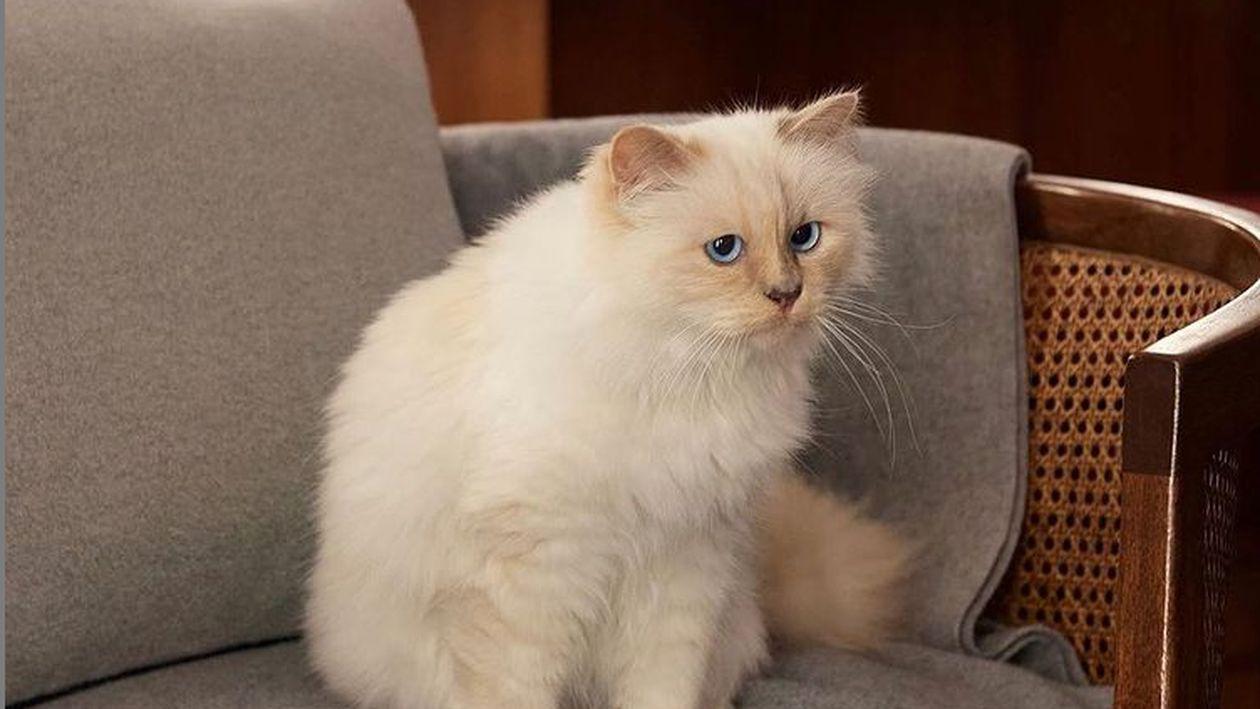 Viață de pisică: Cum trăiește Choupette, moștenitoarea lui Karl Lagerfeld