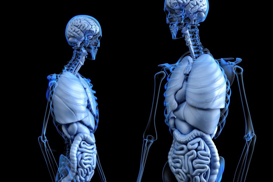 plamani anatomie schelet corp uman radiografie