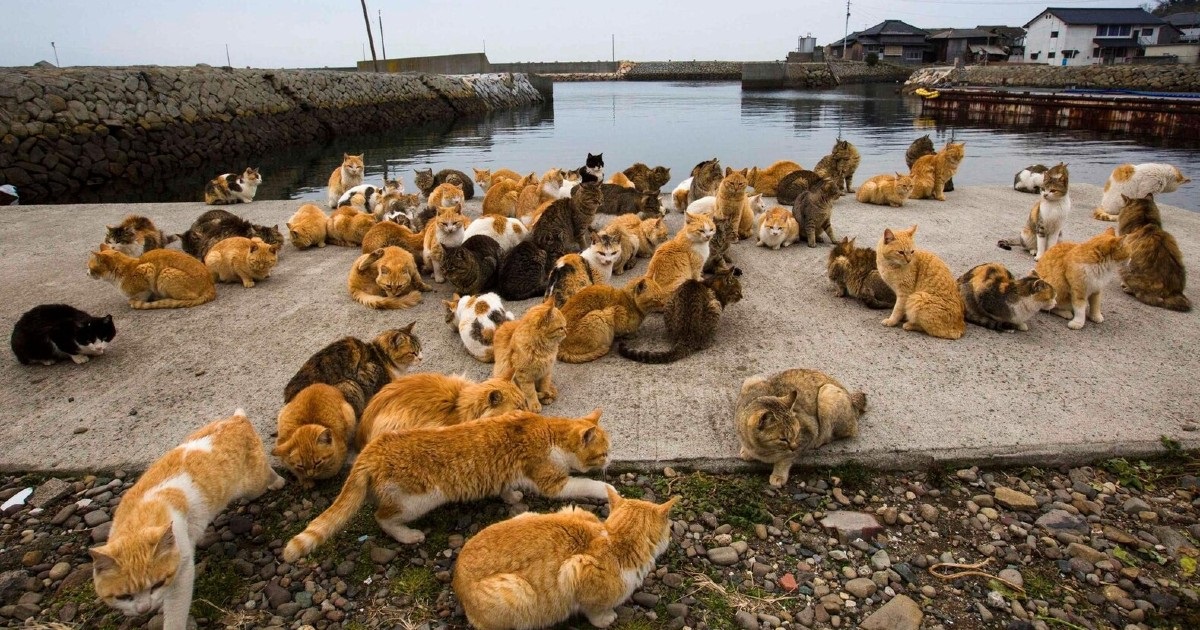 Insula pisicilor din Japonia