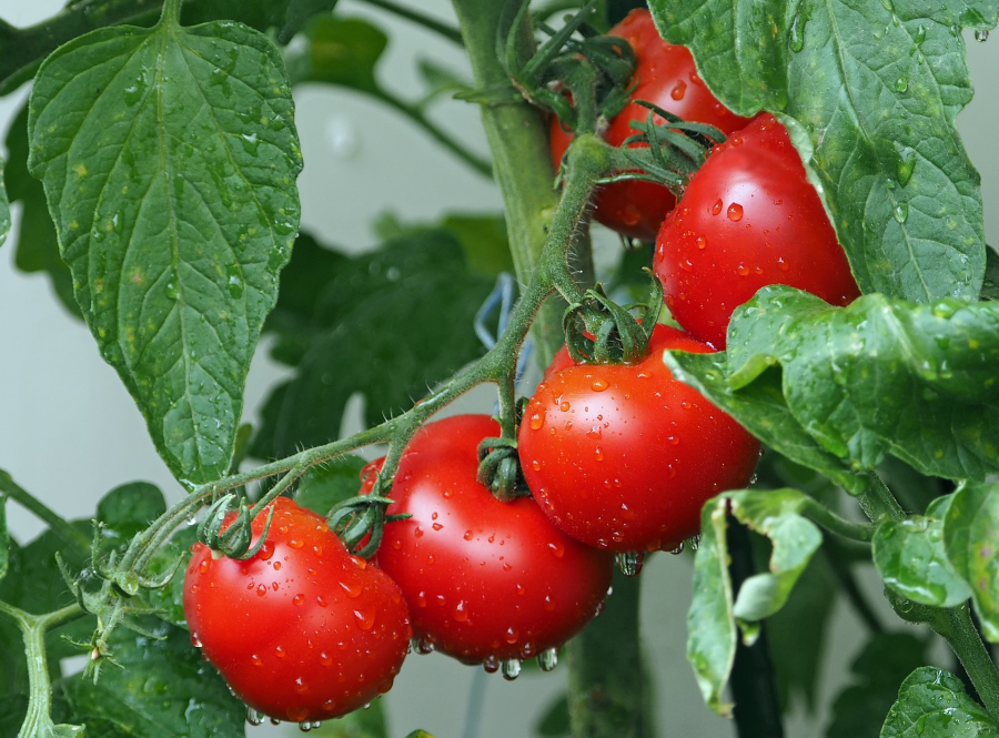 Prețul tomatelor s-a redus la jumătate, în două săptămâni, la producătorii din Olt