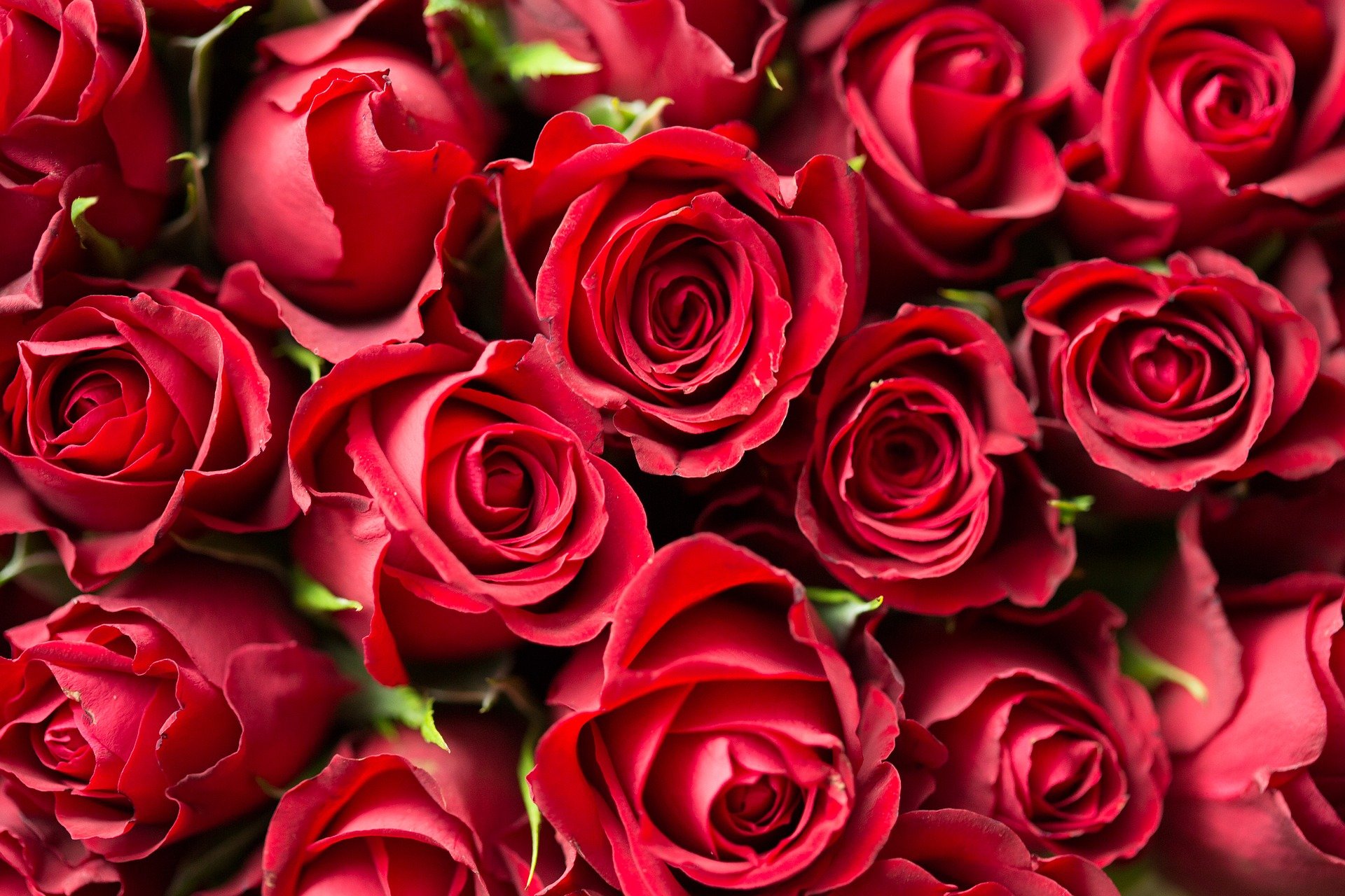 Kenya deabia a făcut față comenzilor uriașe de trandafiri pentru Valentine’s Day