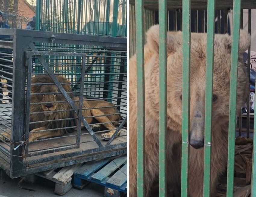 Din Ucraina: Povestea leului, lupoaicei și ursului care au venit în România