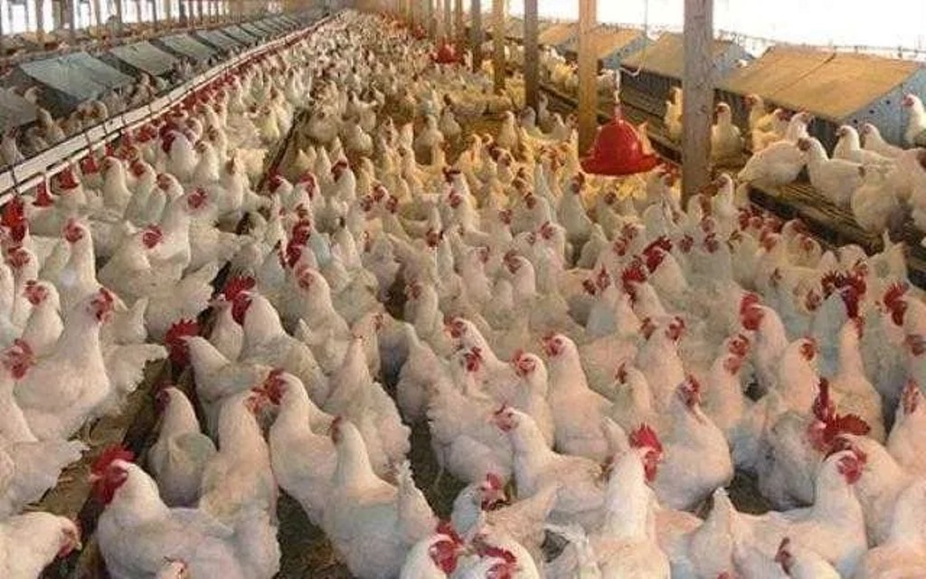 Dezastru într-o fermă din județul Giurgiu: 33.000 de găini au fost gazate, după depistarea unui focar de gripă aviară