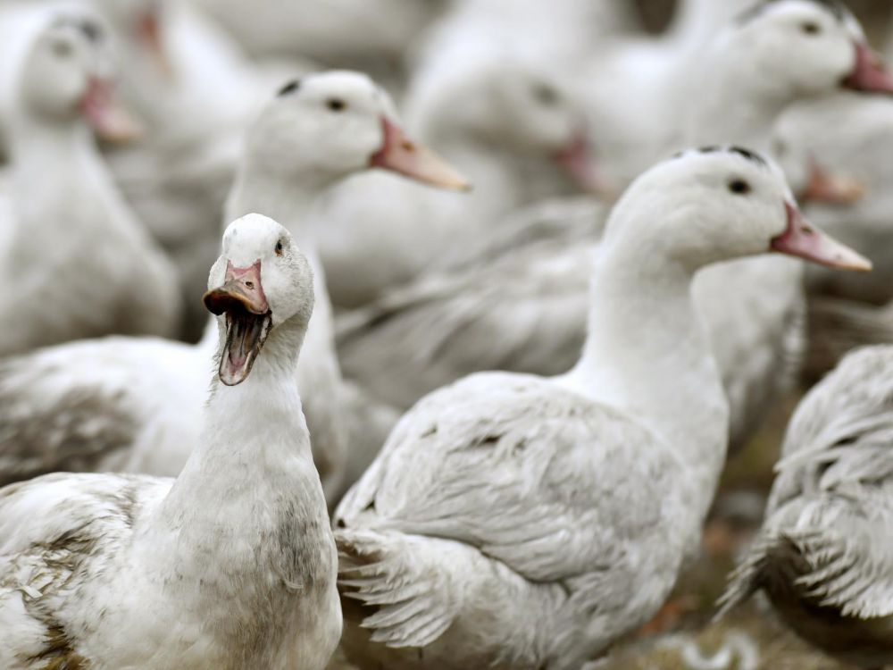 Gripa aviară face ravagii în Franța: 10 milioane păsări sacrificate, în ultimele patru luni