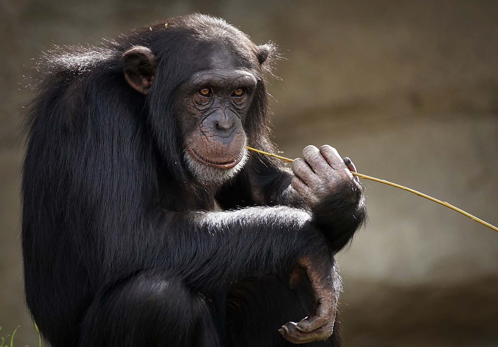 În Brazilia, mai multe maimuțe au fost otrăvite. OMS: actuala epidemie n-are legătură cu maimuțele