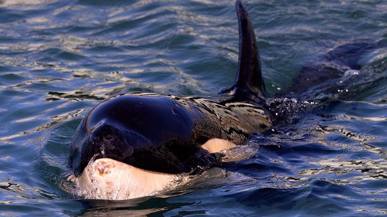 Balena ucigașă care rătăcește pe Sena de mai multe zile va fi eutanasiată