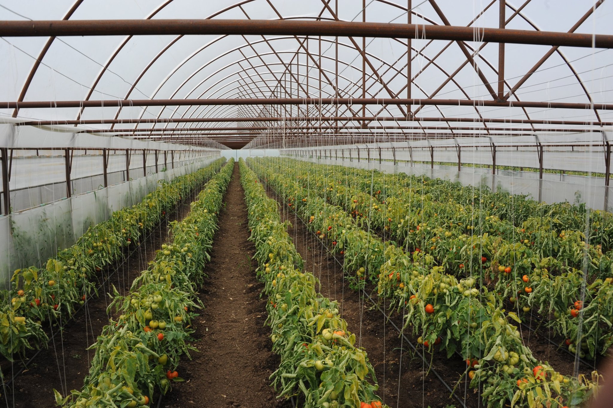 Legumicultorii cer prelungirea Programului Tomata. Peste 80% nu se încadrează în termene