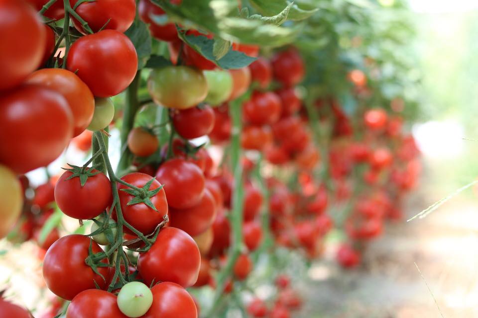 Producția de tomate a UE, în scădere, din cauza costurilor mari cu energia. Noroc cu roșiile marocane